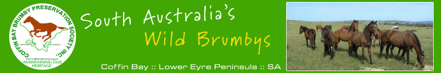 South Australia Wild Brumbys located @ Coffin Bay
