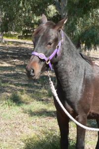Wild Brumby